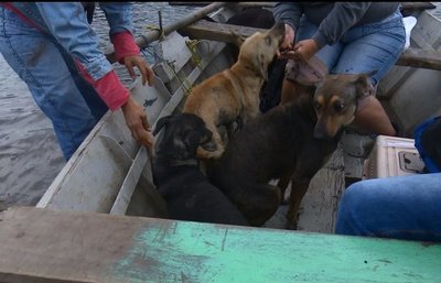 Rescatan animales del agua | Paraguay en Noticias 