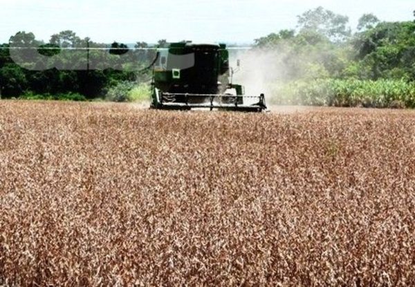 Destacan el rendimiento de una variedad de soja - Edicion Impresa - ABC Color