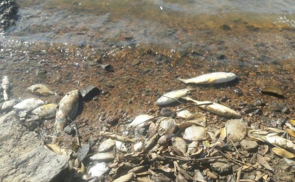 Miles de peces mueren “ahogados” a lo largo del río Paraguay, ¿no es increíble? - Periodismo Joven - ABC Color