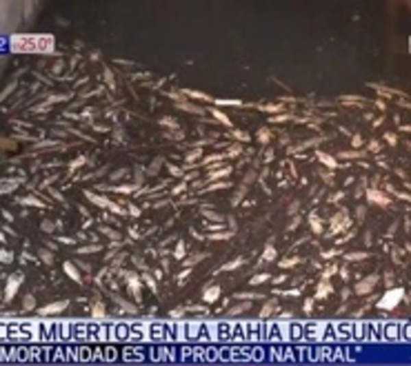Peces mueren por falta de oxígeno y por crecida, alegan especialistas - Paraguay.com