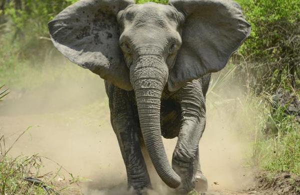 Cazador fue atacado por un elefante y devorado por leones: pretendía matar rinocerontes - C9N