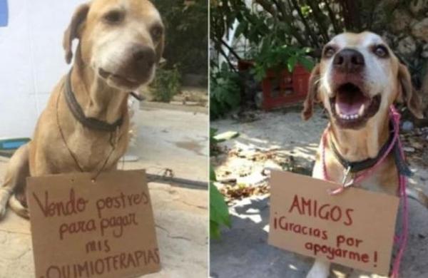 'Vendo postres para pagar mis quimioterapias': las fotos de un perro que conmueven a las redes sociales - C9N