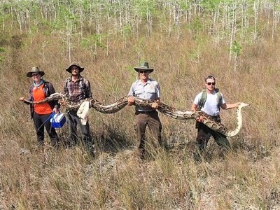 Una enorme serpiente pitón rompe récord en parque nacional de Florida