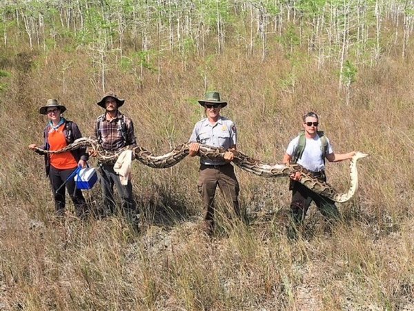 Una enorme serpiente pitón rompe récord en parque nacional de Florida