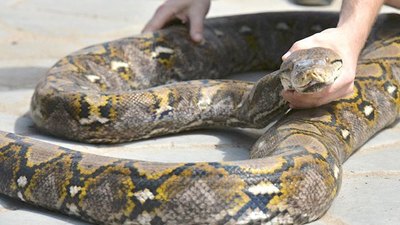 Agarran una víbora gigante