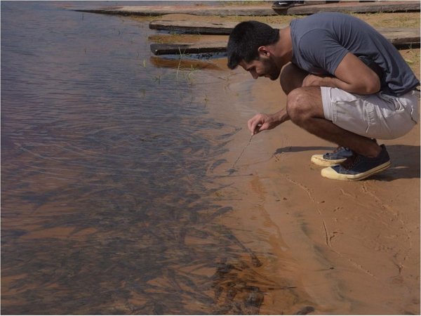 “Falta de oxígeno mata a peces” y aún no analizan qué hay en sedimentos