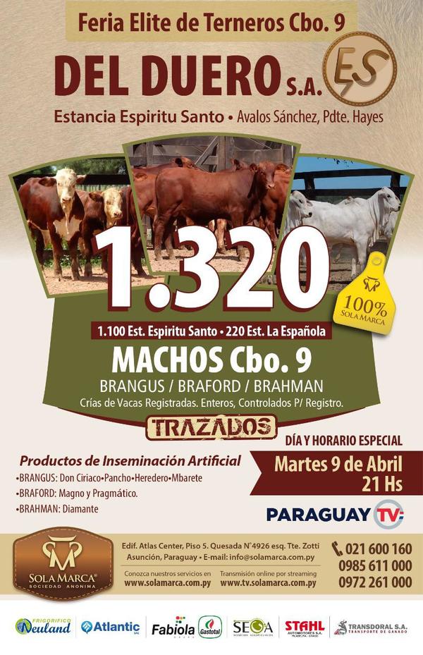 Hoy Sola Marca desde las 21 horas realiza su feria Elite de terneros Carimbo 9