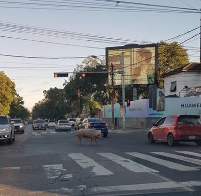 Chancho perdido - Cronicas Ciudadanas - ABC Color