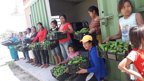 Comunidad indígena celebra cosecha de 350 kilos de pimientos en Concepción | .::Agencia IP::.