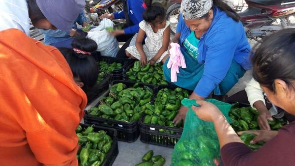 Comunidad indígena celebra cosecha de 350 kilos de locotes verdes