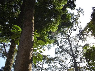 Drones equipados con cámaras térmicas detectan orangutanes