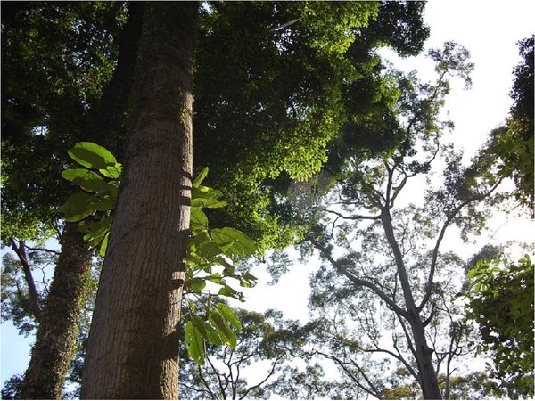 Drones equipados con cámaras térmicas detectan orangutanes