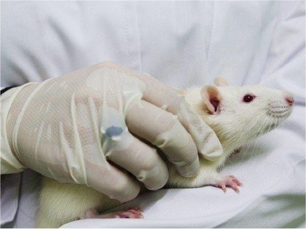 Logran por primera vez en ratones la desaparición del cáncer de páncreas