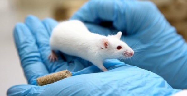 Logran por primera vez en ratones la desaparición del cáncer de páncreas | .::Agencia IP::.