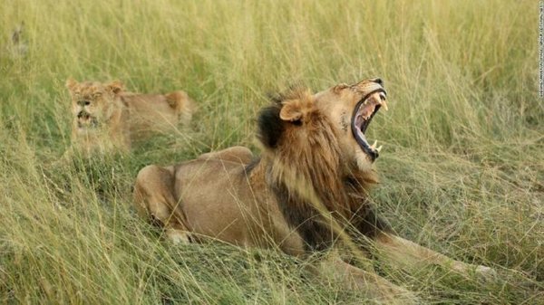 Cazador furtivo fue asesinado por elefante y devorado por leones - Digital Misiones