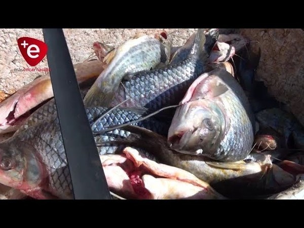 MORTANDAD DE PECES: BAJAS VENTAS YA AFECTA A ECONOMÍA DE PESCADORES