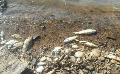 Mortandad de peces: se vierten millones de litros de biocida, dicen - 730am - ABC Color