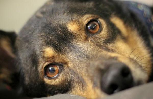 Perro fiel se niega a dejar el cadáver de su dueño que fue arrollado por un tren - C9N