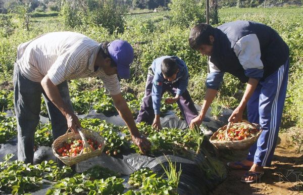 Actualizarán datos de niños y adolescentes que trabajan en zonas rurales