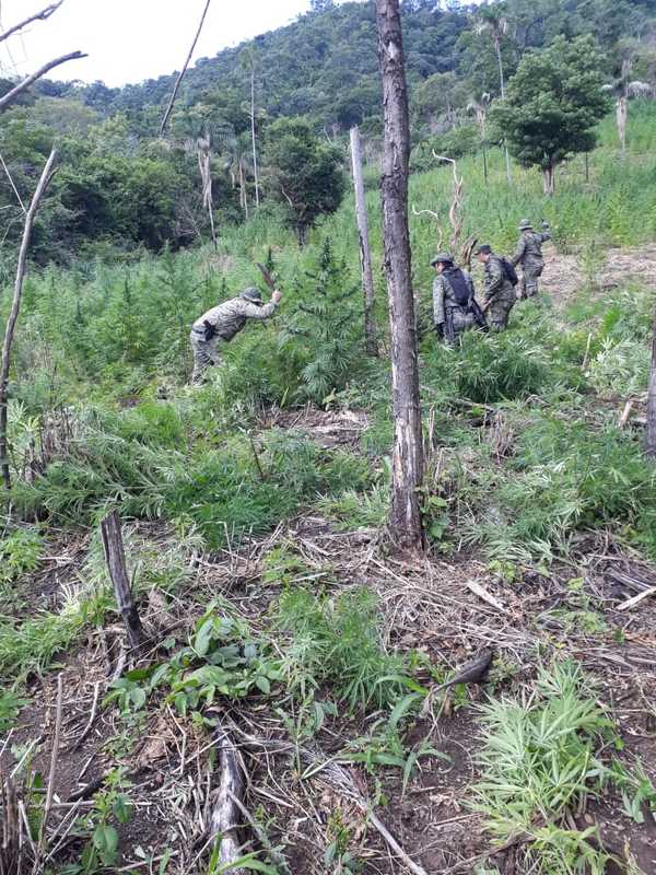 Destruyen plantaciones de marihuana