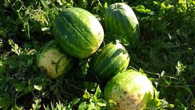 Feriante produce sandías “gigantes” en comunidad El Triunfo de Minga Guazú