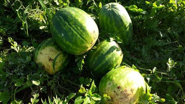 Feriante produce sandías “gigantes” en comunidad El Triunfo de Minga Guazú