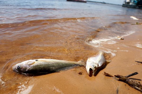 Mala comunicación “fusila” a pescadores y vendedores - ADN Paraguayo
