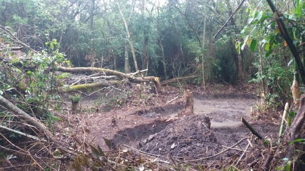 Oleros destruyen reserva forestal | Paraguay en Noticias