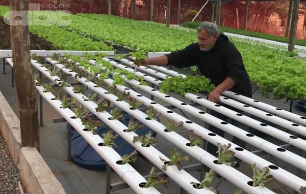 Nutrientes utilizados en la producción hidropónica - Ing. Agr. José Servián (*) - Edicion Impresa - ABC Color