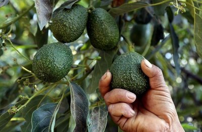 Dedicado al aguacate, amenazado por volcán y Trump - Internacionales - ABC Color