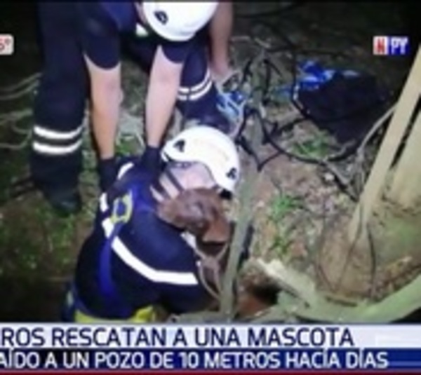 Bomberos rescatan a pitbull que cayó a pozo de 10 metros - Paraguay.com