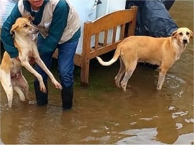 Actividad solidaria a beneficio de los animales afectados por inundaciones