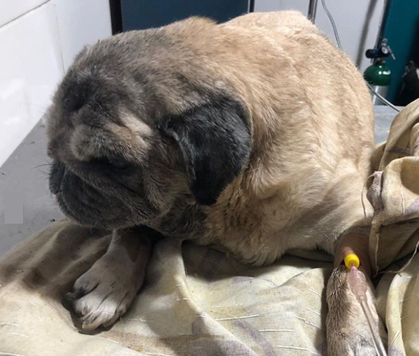El calvario de Mora, la perrita pug que era explotada para vender sus cachorros » Ñanduti