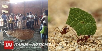 PRODUCTORES EN PIE DE GUERRA CONTRA HORMIGAS CORTADORAS.