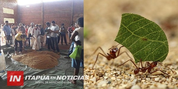 PRODUCTORES EN PIE DE GUERRA CONTRA HORMIGAS CORTADORAS.