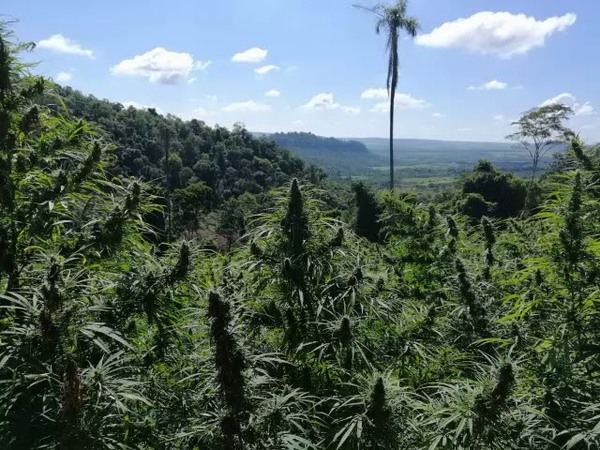 DESTRUYEN OCHO HECTÁREAS DE PLANTACIÓN DE MARIHUANA