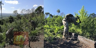 SENAD DESTRUYÓ 6 TONELADAS DE COSECHA DE MARIHUANA EN CAAZAPÁ.