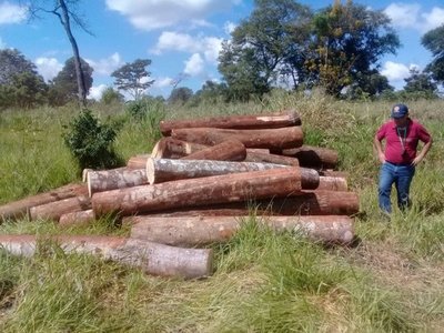 Constatan extracción ilegal de madera en reserva San Rafael - Nacionales - ABC Color