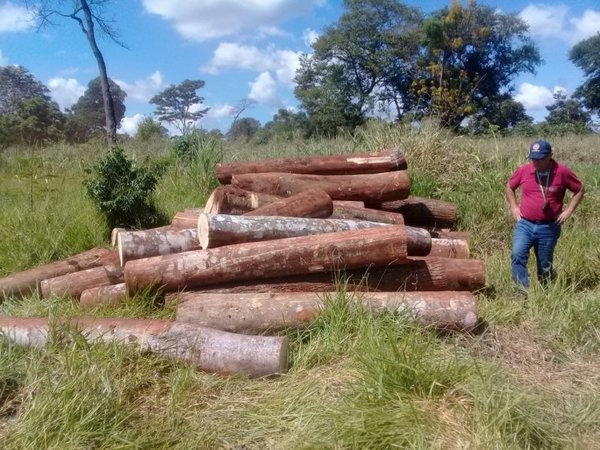 Constatan extracción ilegal de madera en reserva San Rafael - Nacionales - ABC Color