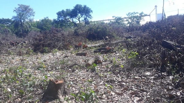 Denuncian tala de árboles nativos en predio del IPS | Paraguay en Noticias