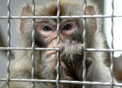 Científicos implantan en monos genes humanos