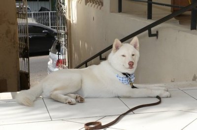 Yoishi: el recepcionista de la Aso de Jubilados