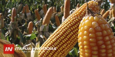 EL MAÍZ COMIENZA A SOBREPASAR AL TRIGO EN SUPERFICIE DE SIEMBRA.