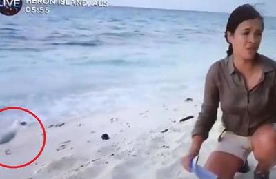 Presentadora libera a tortugas bebés pero gaviota se roba una al instante - C9N