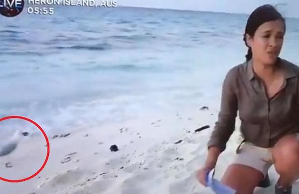 Presentadora libera a tortugas bebés pero gaviota se roba una al instante - C9N