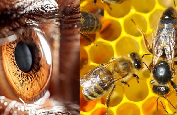 Mujer tenía cuatro abejas en el ojo: se alimentaban de su sudor y lágrimas - C9N