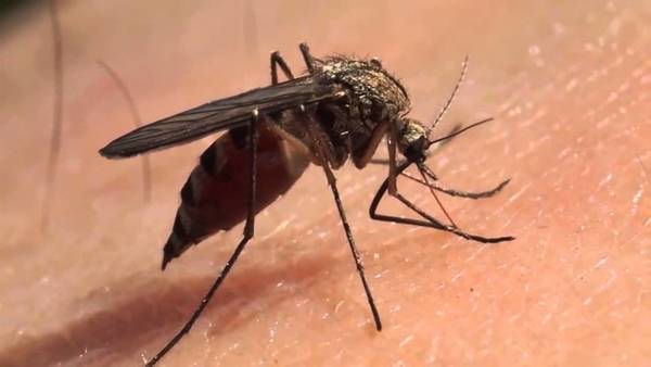 Aumentó las notificaciones por dengue - ADN Paraguayo