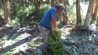 Bananeros buscan mercado con intendentes de Cordillera - Nacionales - ABC Color