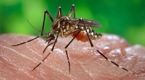 HOY / Una Semana Santa peligrosa:  dengue, sarampión y fiebre amarilla al acecho, alertan