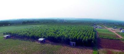 FAO financiará reforestación para 8 departamentos del país
